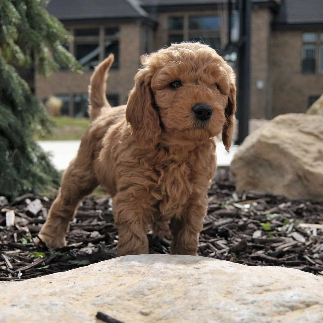 cavapoo_puppies_for_sale90-20210416_145726-173561847_473314657430184_2712519462599448419_n