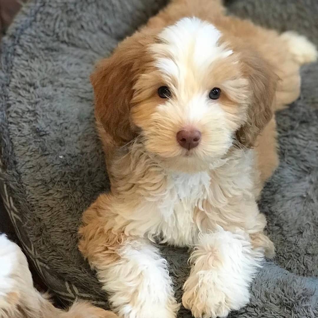 cavapoo_puppies_for_sale90-20210423_134738-177012710_1163659320751068_4255565728572689946_n